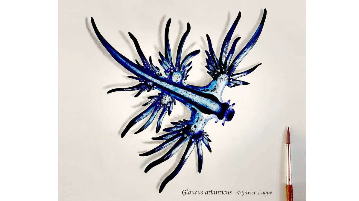 Top 10 Best Animals to Draw (Step By Step)