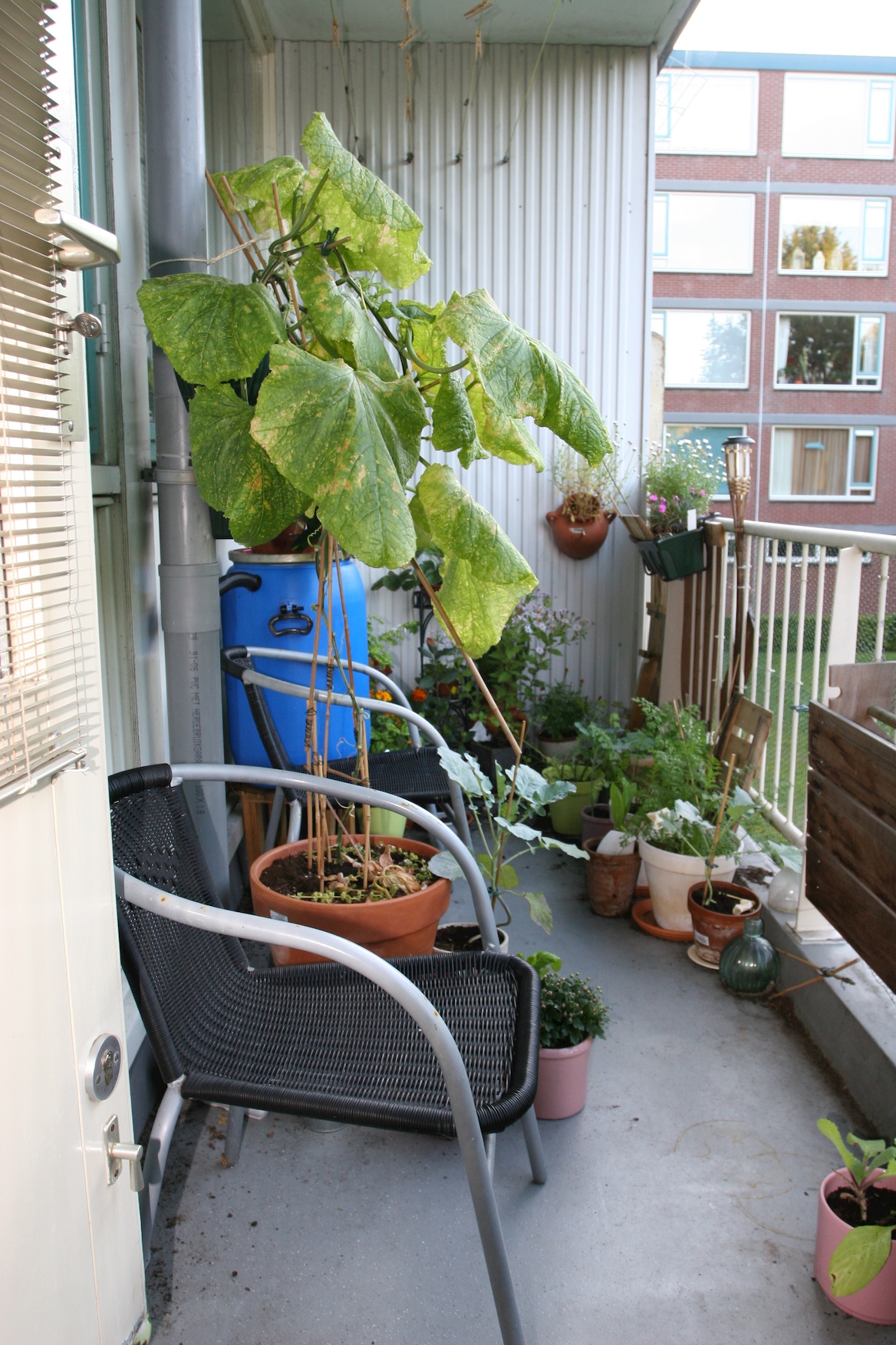 Moestuin op balkon
