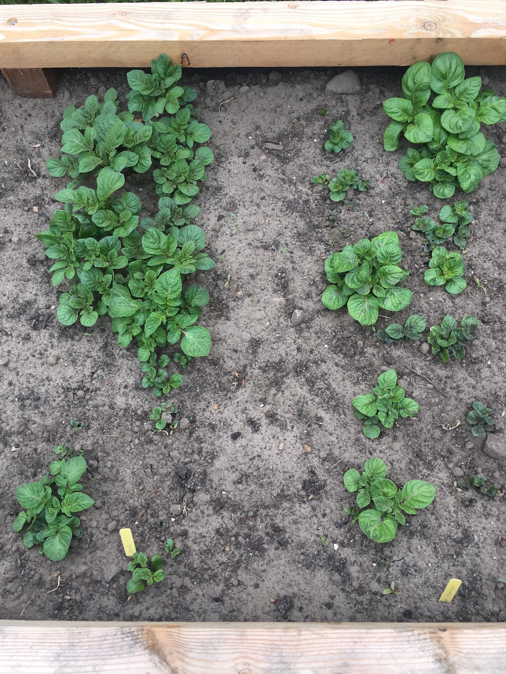 Foto van aardappels in de moestuin in mei