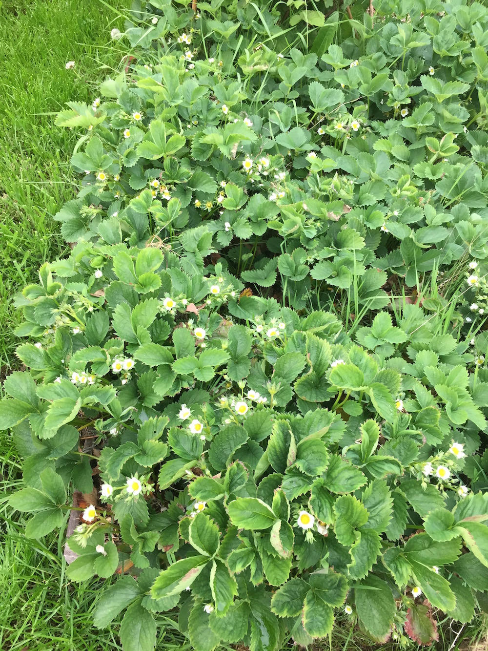 Aardbeien in bloei in de moestuin