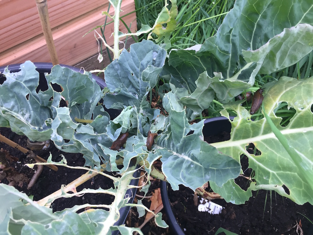 Naaktslakken op een broccoli plant in de moestuin