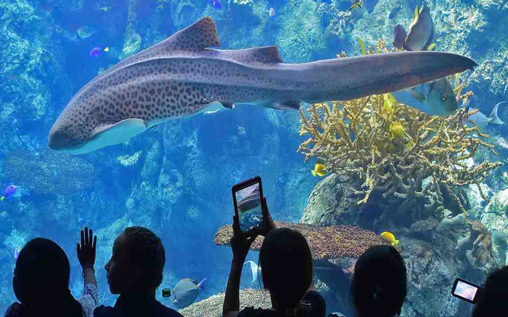 South Pacific Aquarium