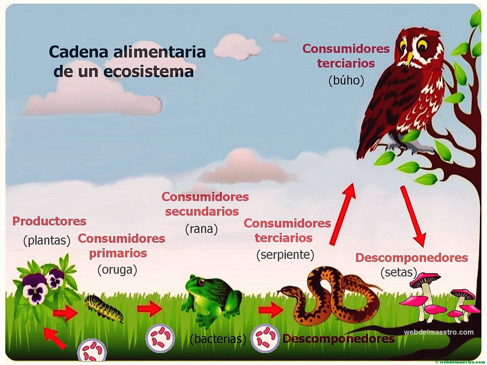 Cadena trófica Web del maestro