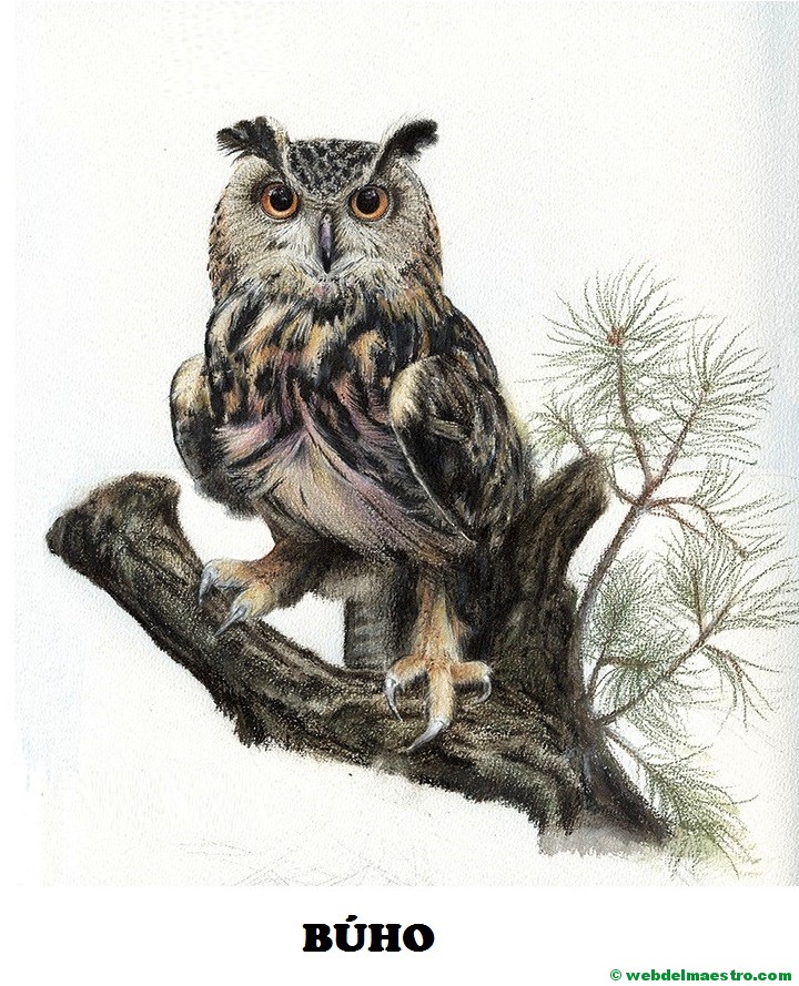 Dibujos de animales salvajes para imprimir Web del maestro