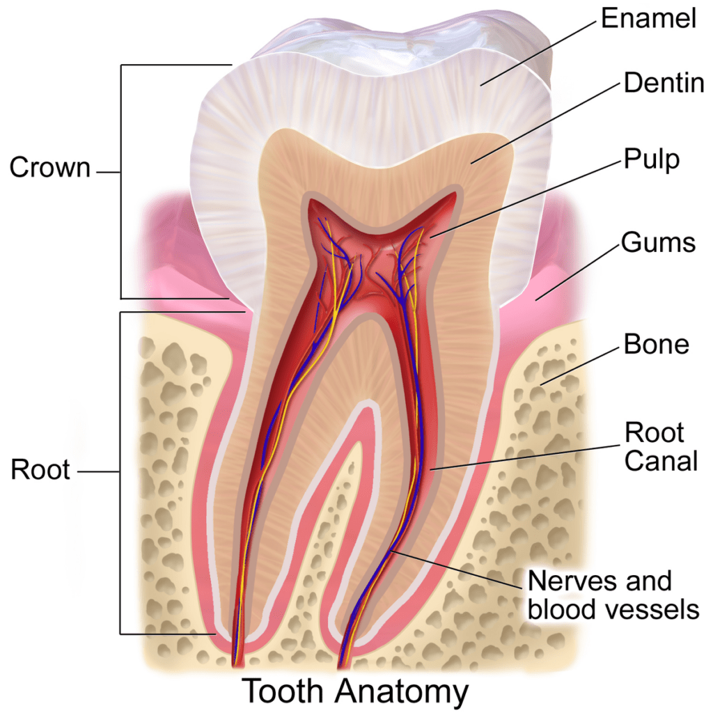 Root Canal vs. Crown What's the Difference?  DMD