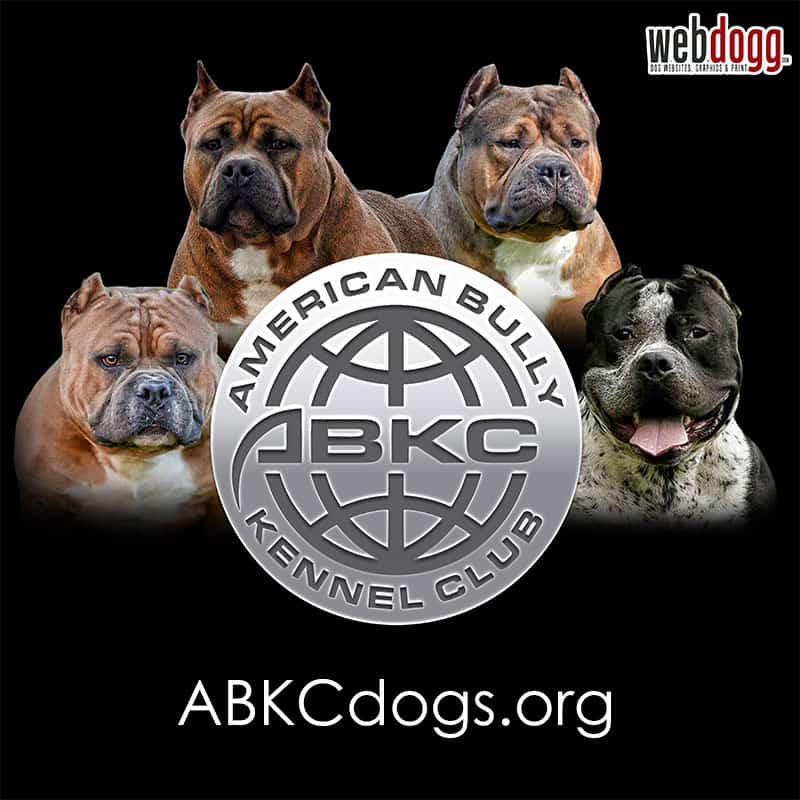 American Bully Kennel Club (ABKC) Logo Design WebDogg