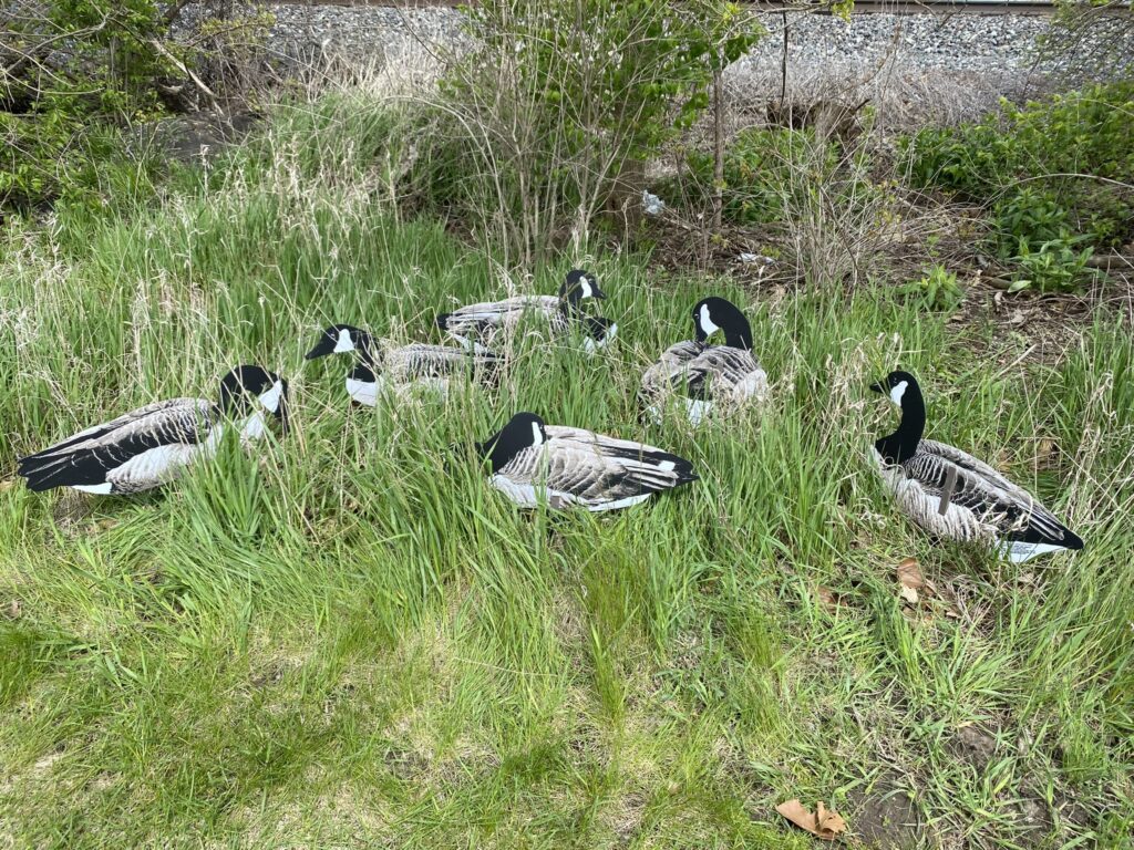 Pro Series II Sit’n Geese