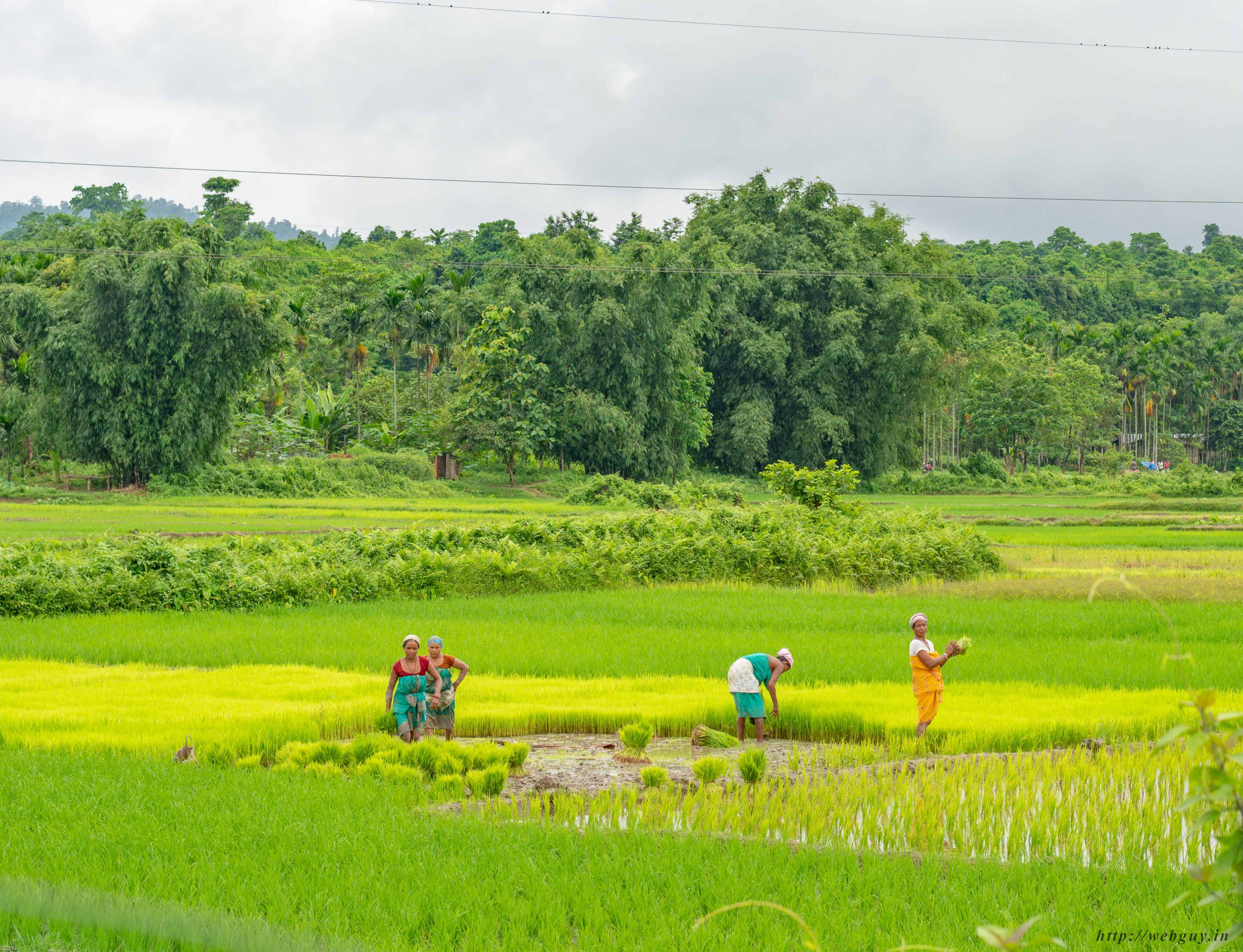 People working in paddy fields during monsoon season