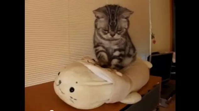 マッサージ師になってマッサージするねこがカワイイ さくらいらぼ 個人ブログ