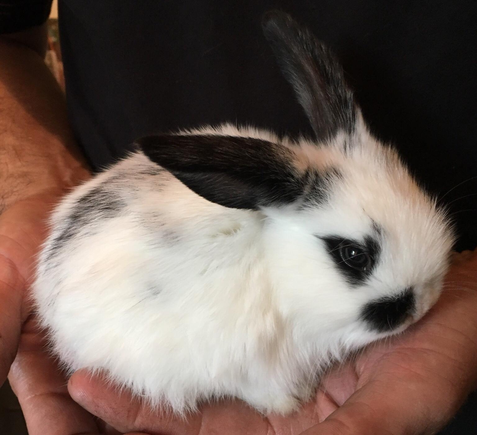 Baby Dutch Mini Lop Bunny Rabbits in TN24 Ashford for £35.00 for sale