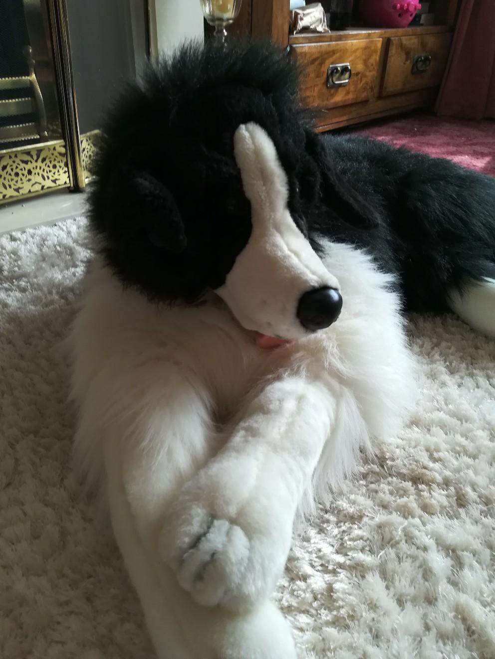 Large Cuddly Border Collie Plush Dog in WS10 Walsall for £5.00 for sale