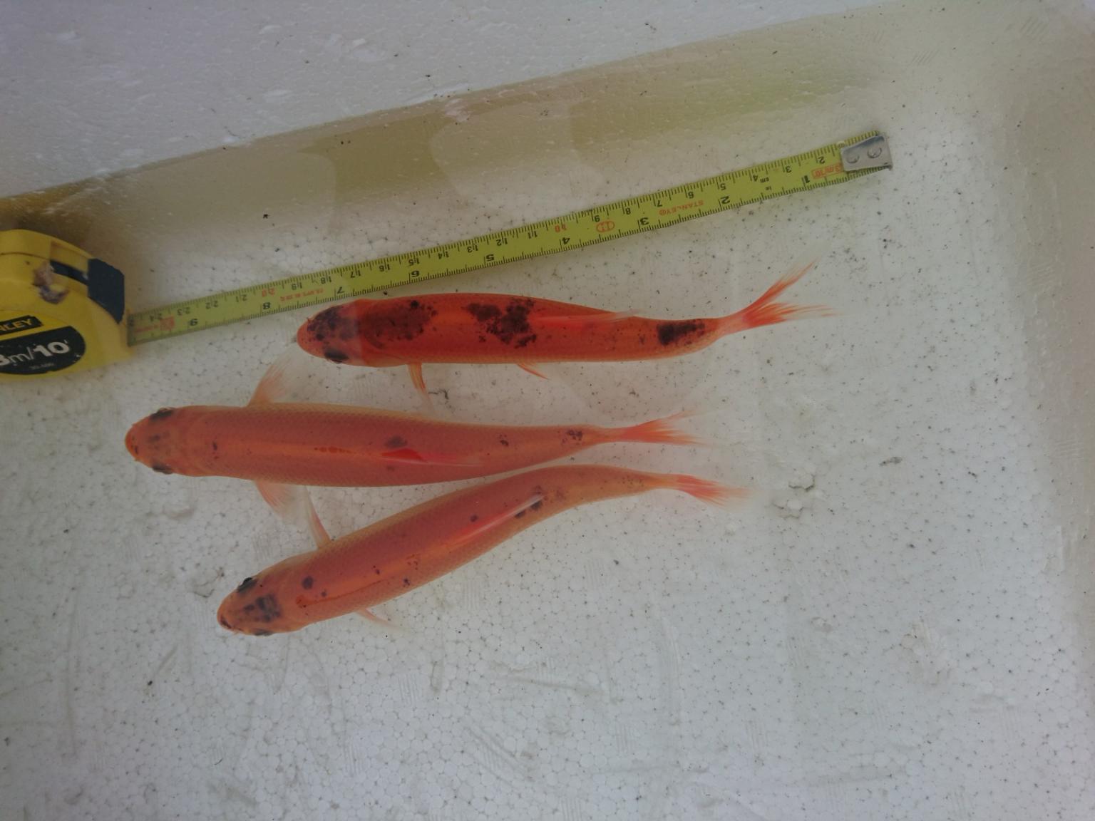 cold water fish, pond fish in BD6 Bradford for £8.00 for sale Shpock