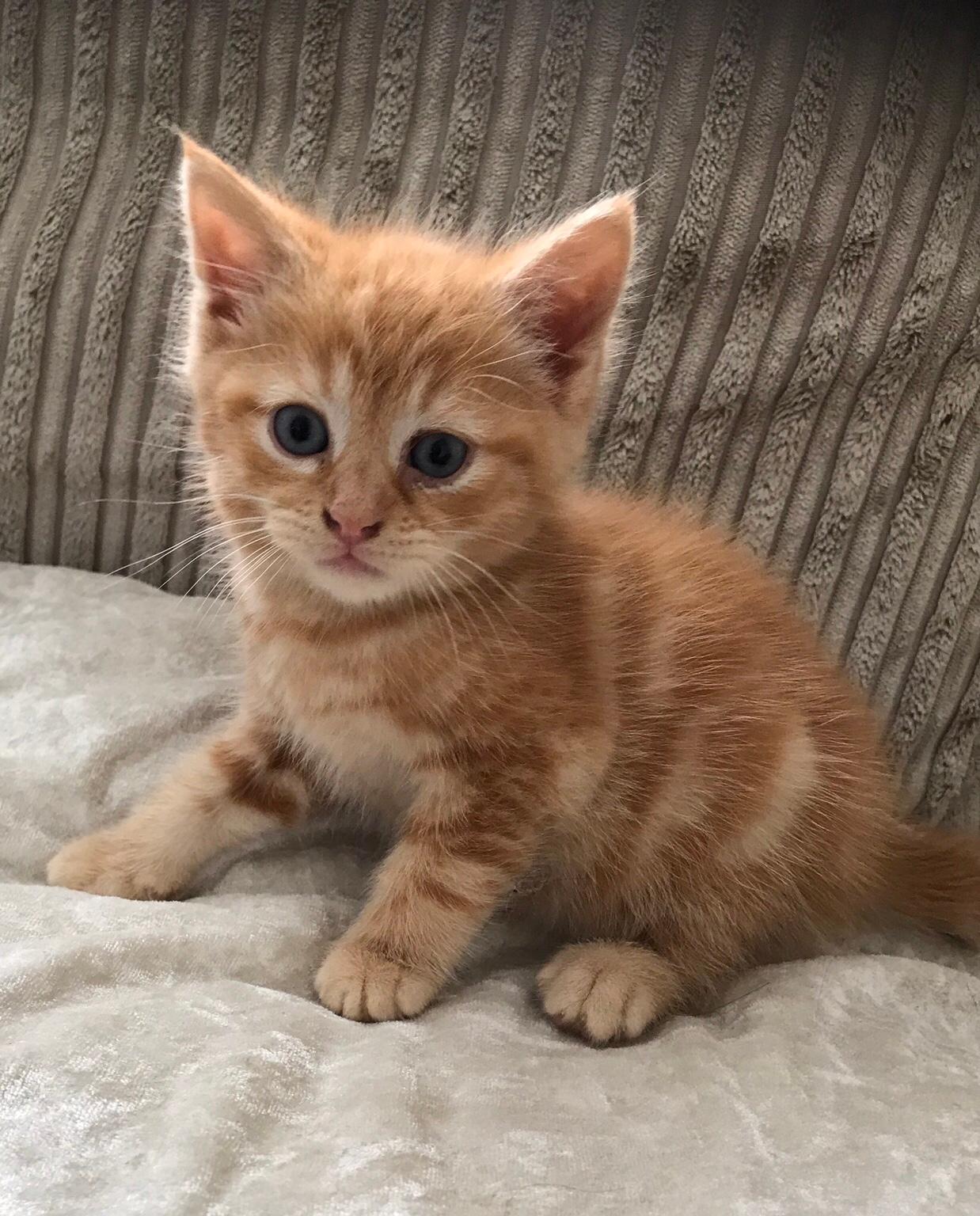3/4 ragdoll kitten full ginger male in CM17 Harlow for £300.00 for sale