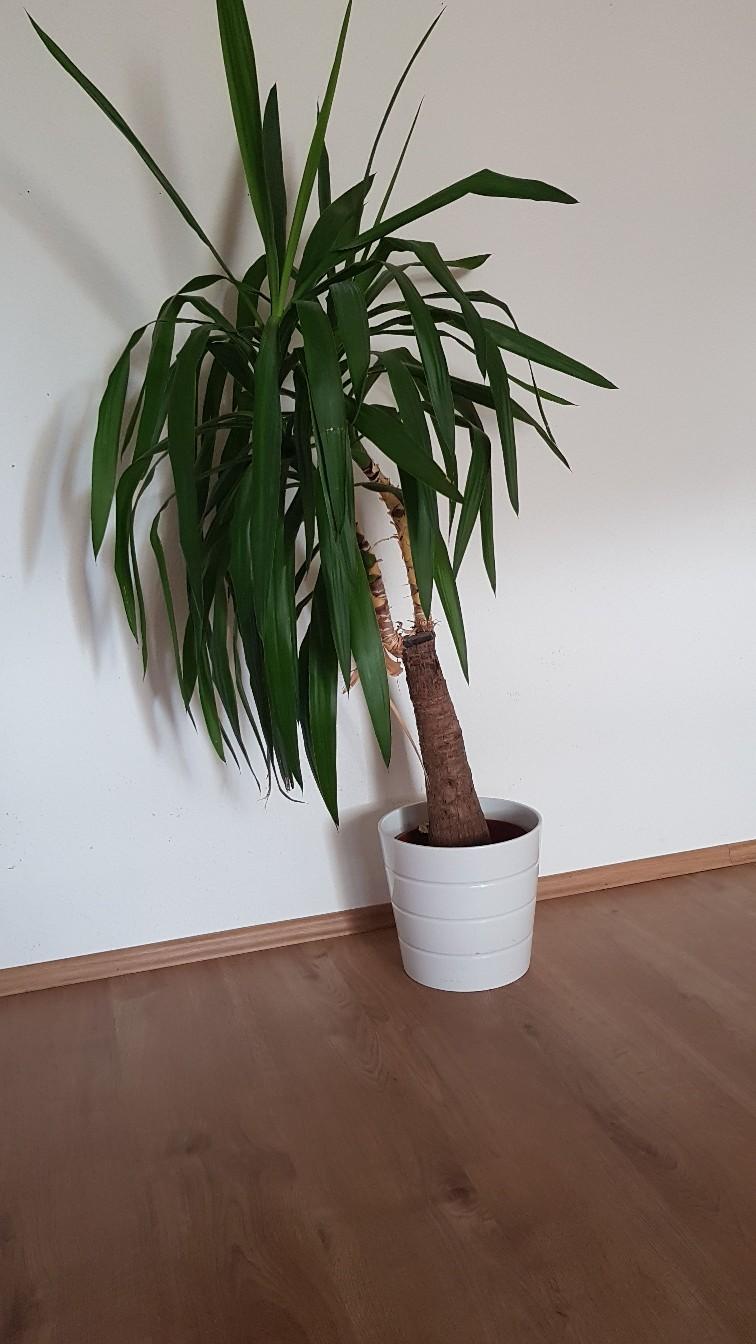 yucca Palme mit IKEA Topf 1,30 m dringend in 69502 Hemsbach für € 15,00