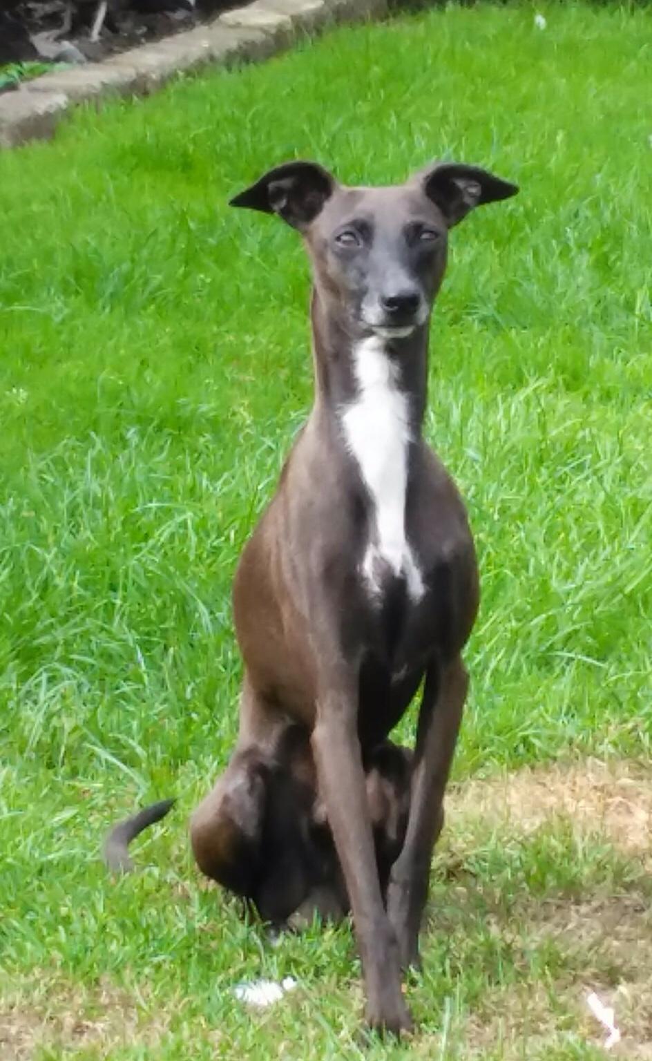 Bedlington terrier x Italian greyhound pups in Sunderland for £400.00