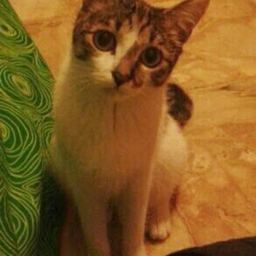 Pet Sitter In 10149 Torino For €5.00 For Sale | Shpock 456_x_456_jpg