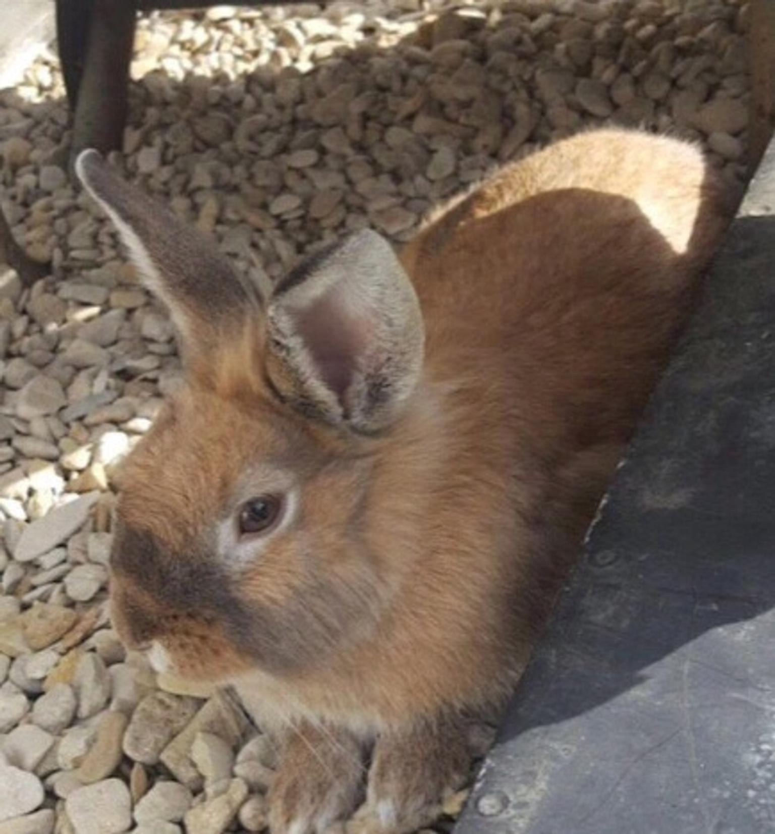 Lion head and light brown rabbits for sale! in Slough for £120.00 for