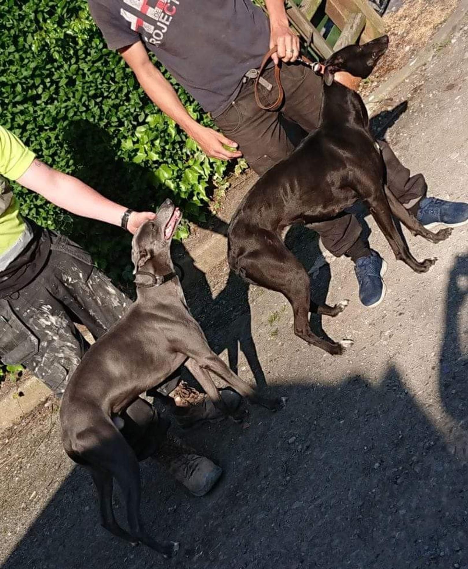 Lurcher Pups In Stoak For £200.00 For Sale | Shpock