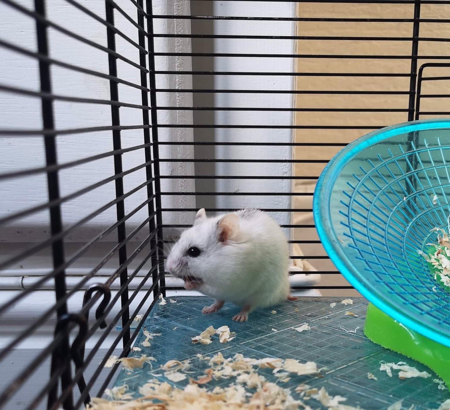 2 Male Chinese Dwarf Hamsters & Cages in B29 Birmingham for £30.00 for