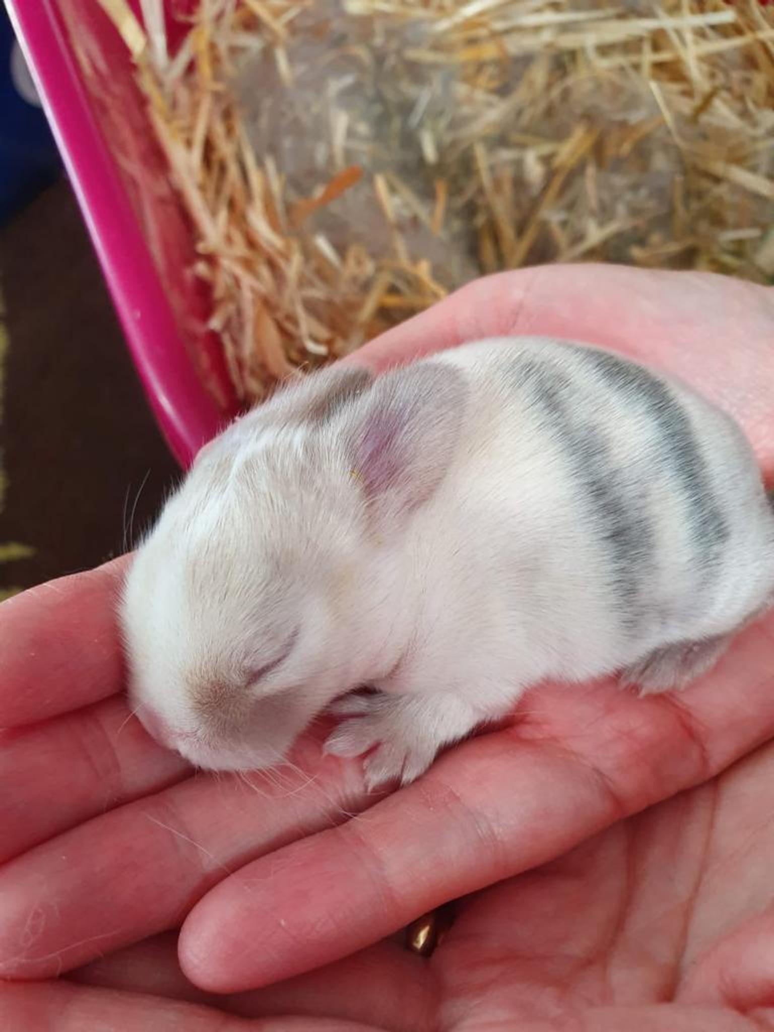 baby mini lop rabbits for sale in LE3 Leicester für 45,00 £ zum Verkauf