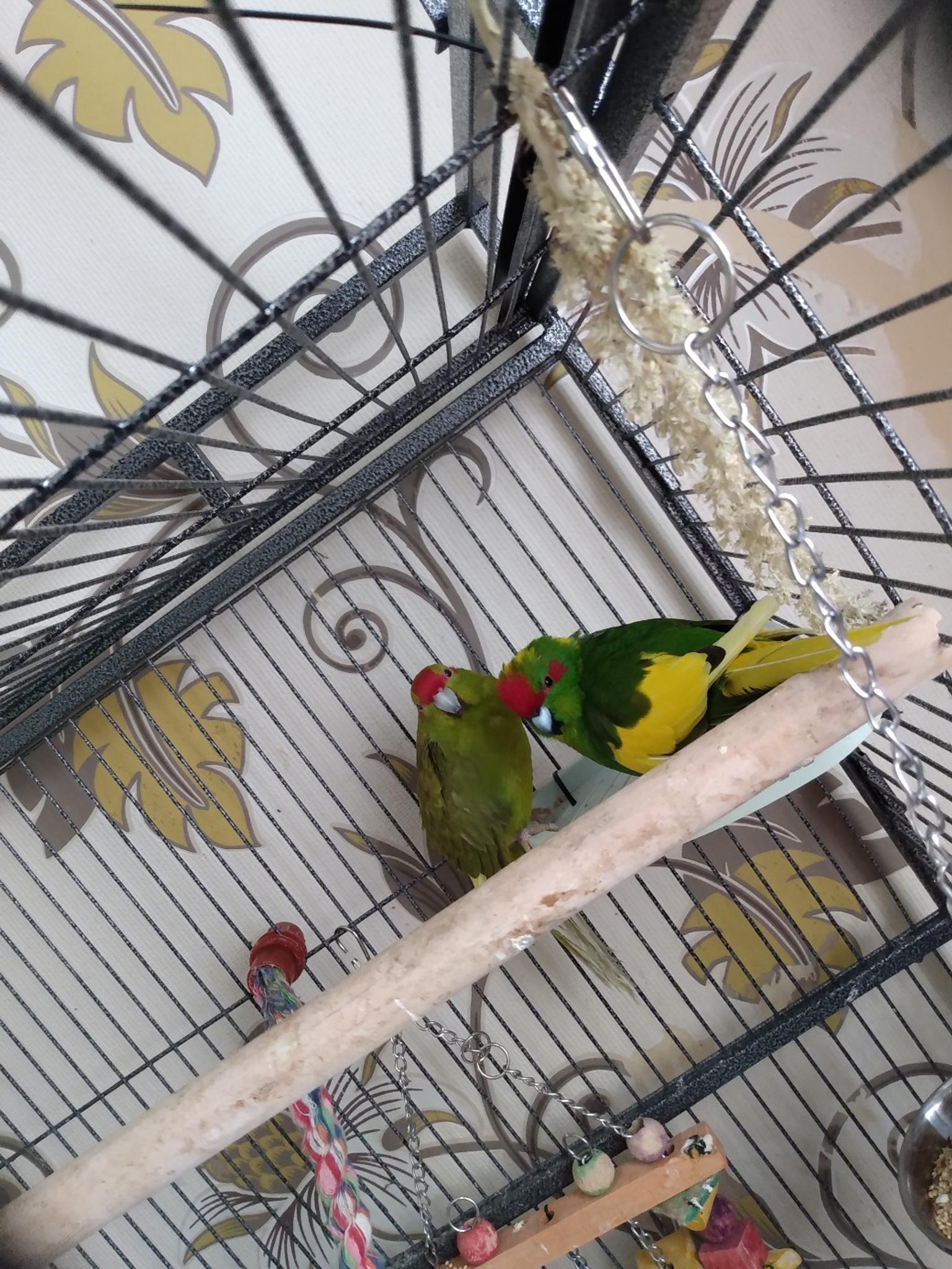 2 juvenile male kakarikis birds only in Fenland for £50.00 for sale