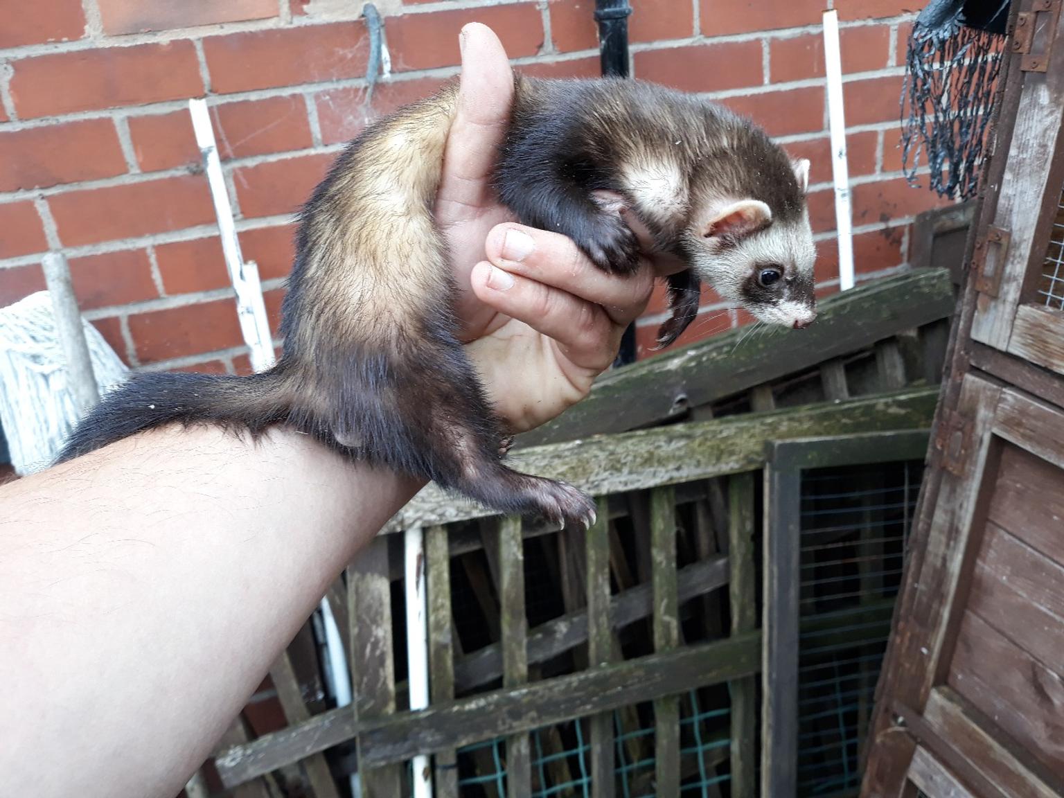 2 x small ferrets in BL4 Bolton für 40,00 £ zum Verkauf Shpock DE