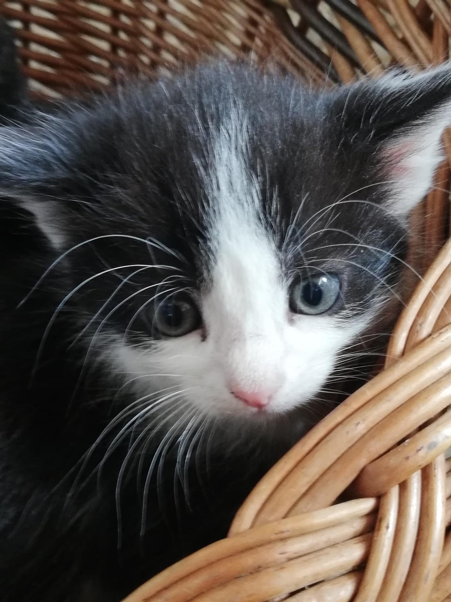 Katzenbabys in 8330 Feldbach für gratis zum Verkauf