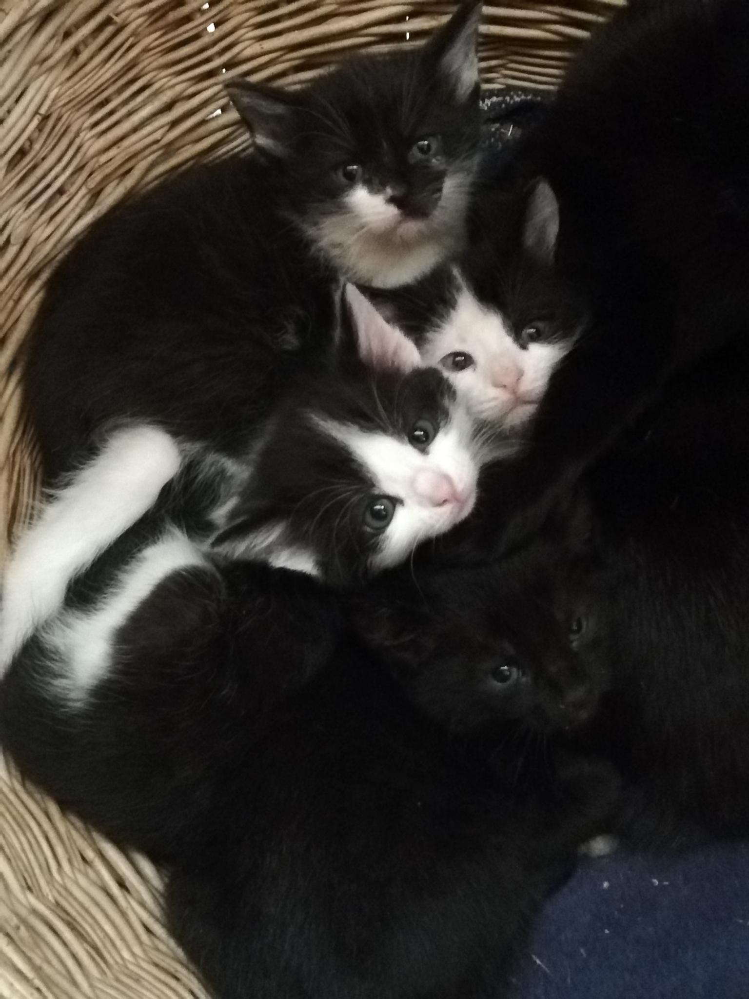 Katzenbabys in 8330 Feldbach für gratis zum Verkauf