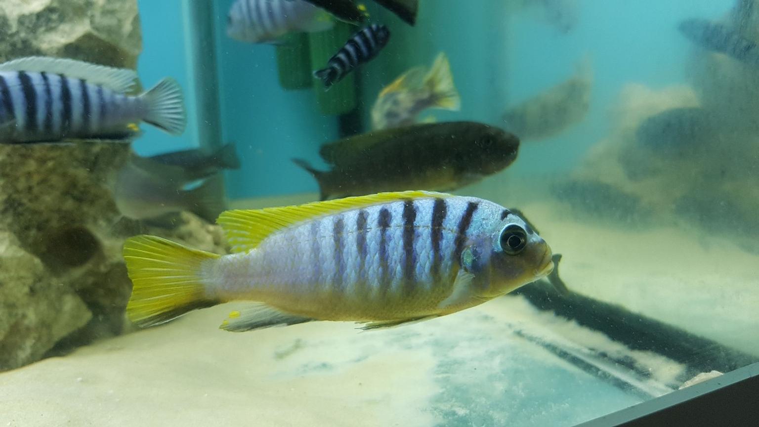 100+ Malawi Mbuna African Cichlids F1/TB in Wigan for £1.00 for sale Shpock