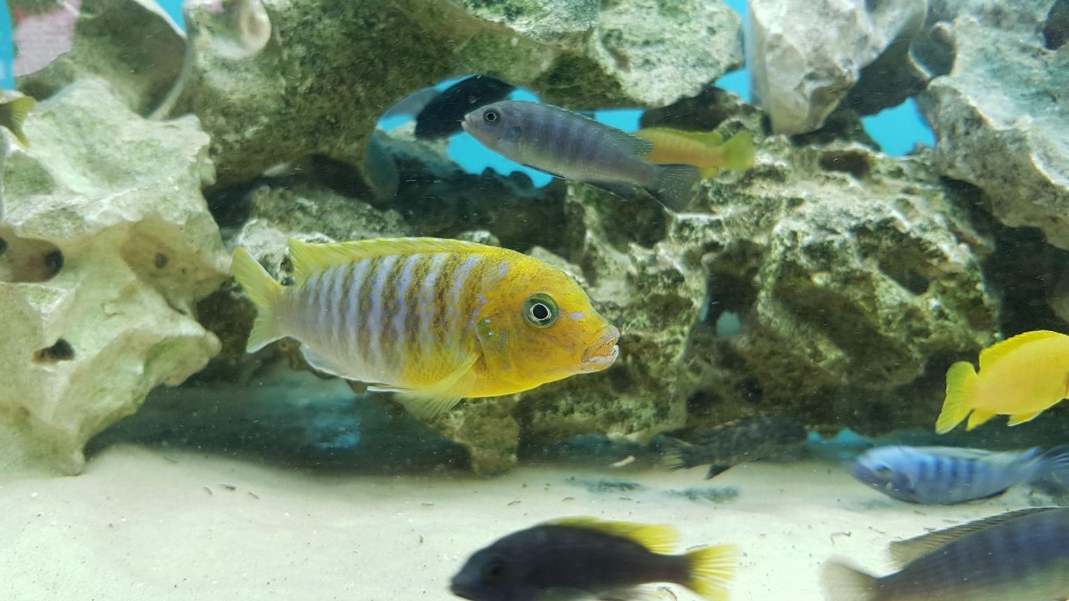 100+ Malawi Mbuna African Cichlids F1/TB in Wigan for £1.00 for sale Shpock