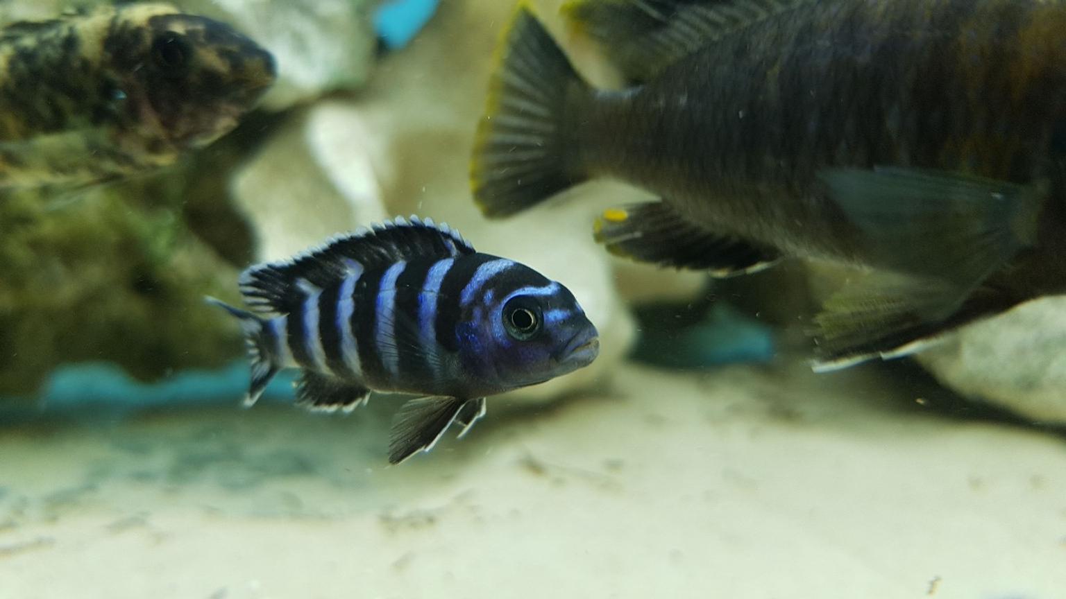 100+ Malawi Mbuna African Cichlids F1/TB in Wigan for £1.00 for sale Shpock