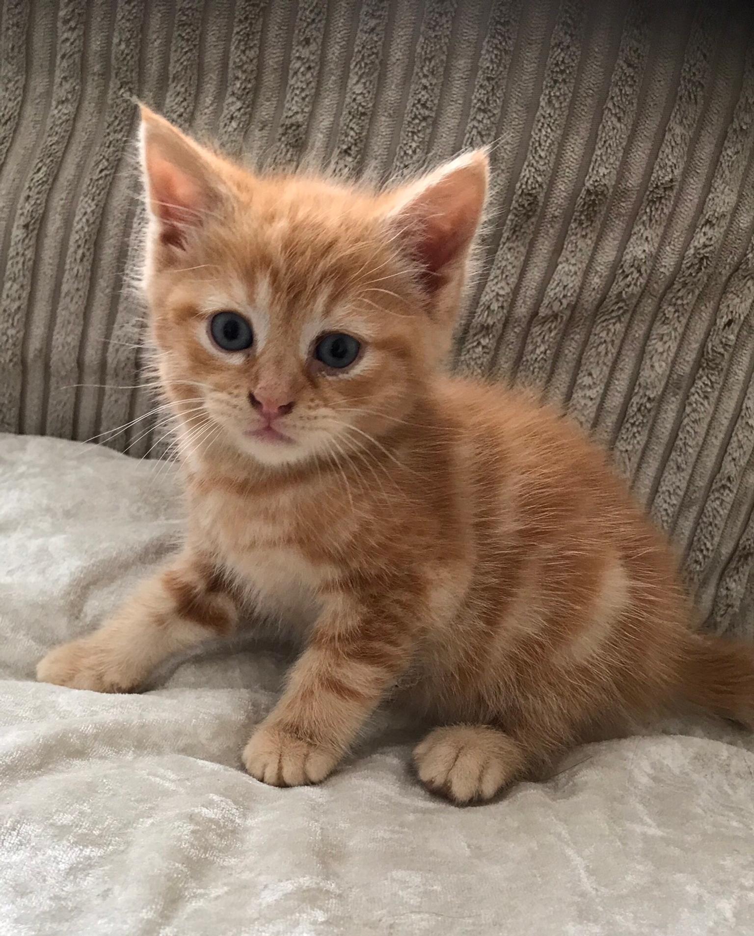 3/4 ragdoll kitten full ginger male in CM17 Harlow for £300.00 for sale