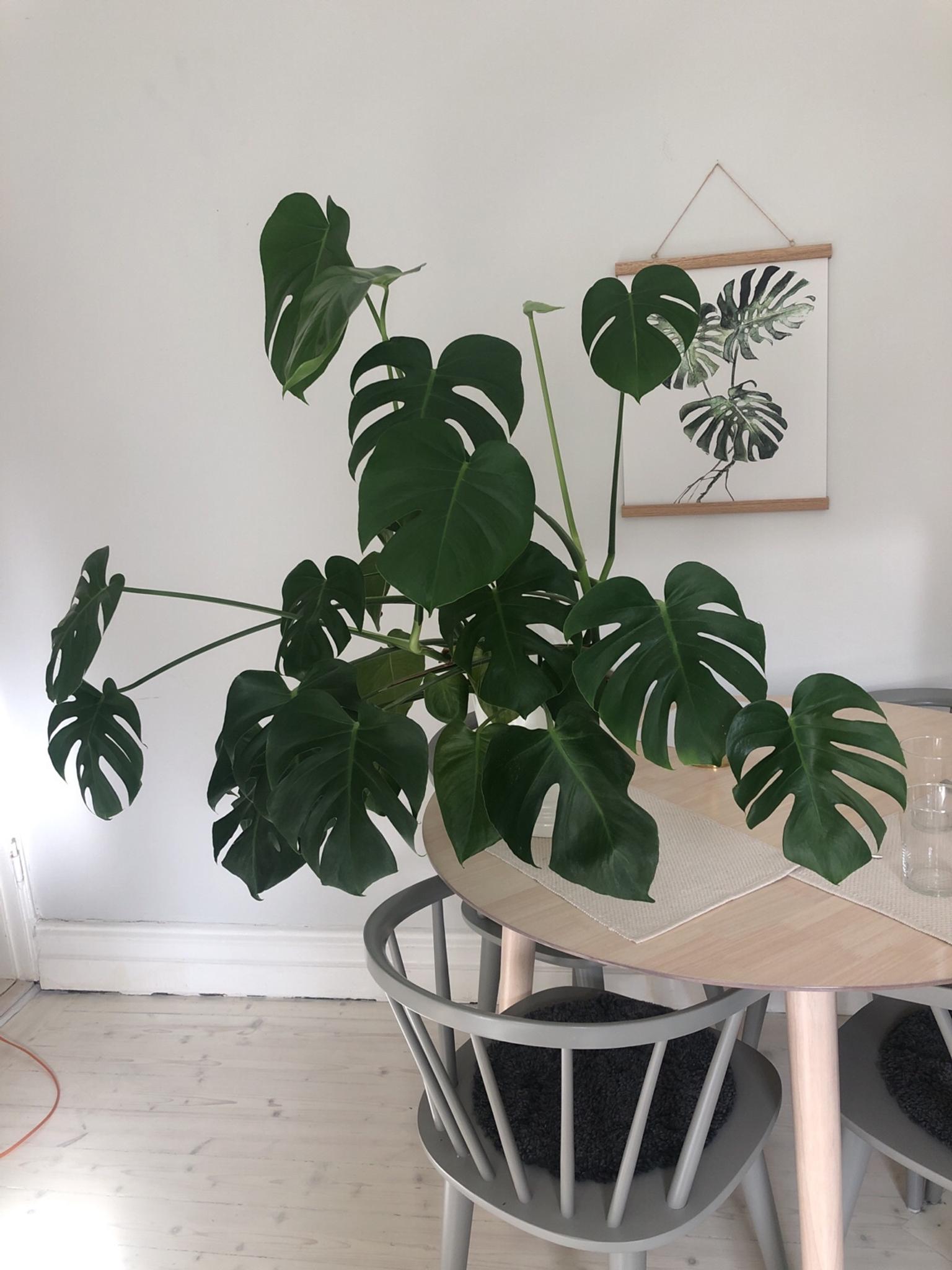 monstera kruka Monstera Med Kruka In 41124 Göteborg For Sek 499.00 For Sale | Shpock