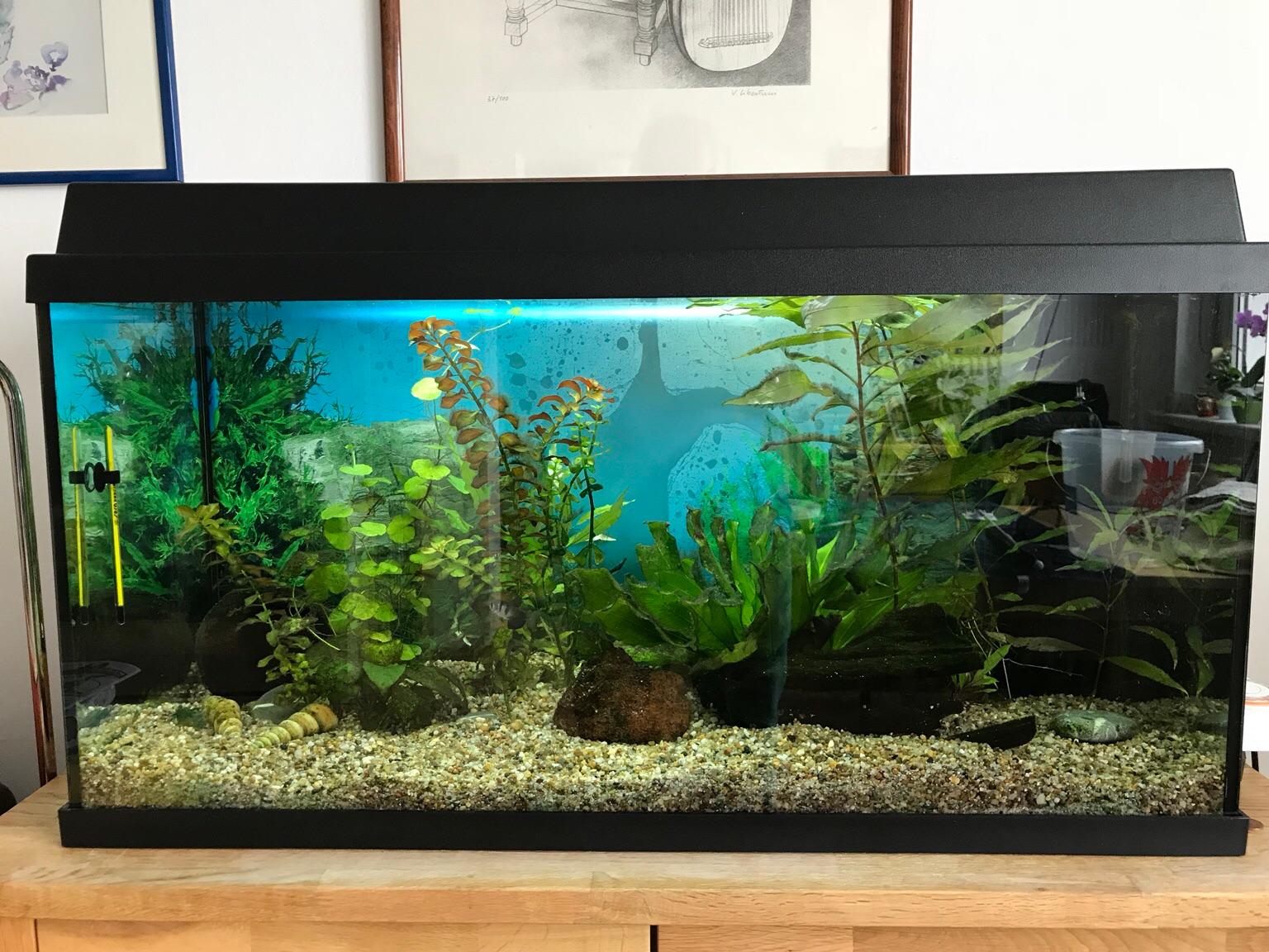 JUWEL Aquarium 112 Liter komplett in 9500 Villach for €