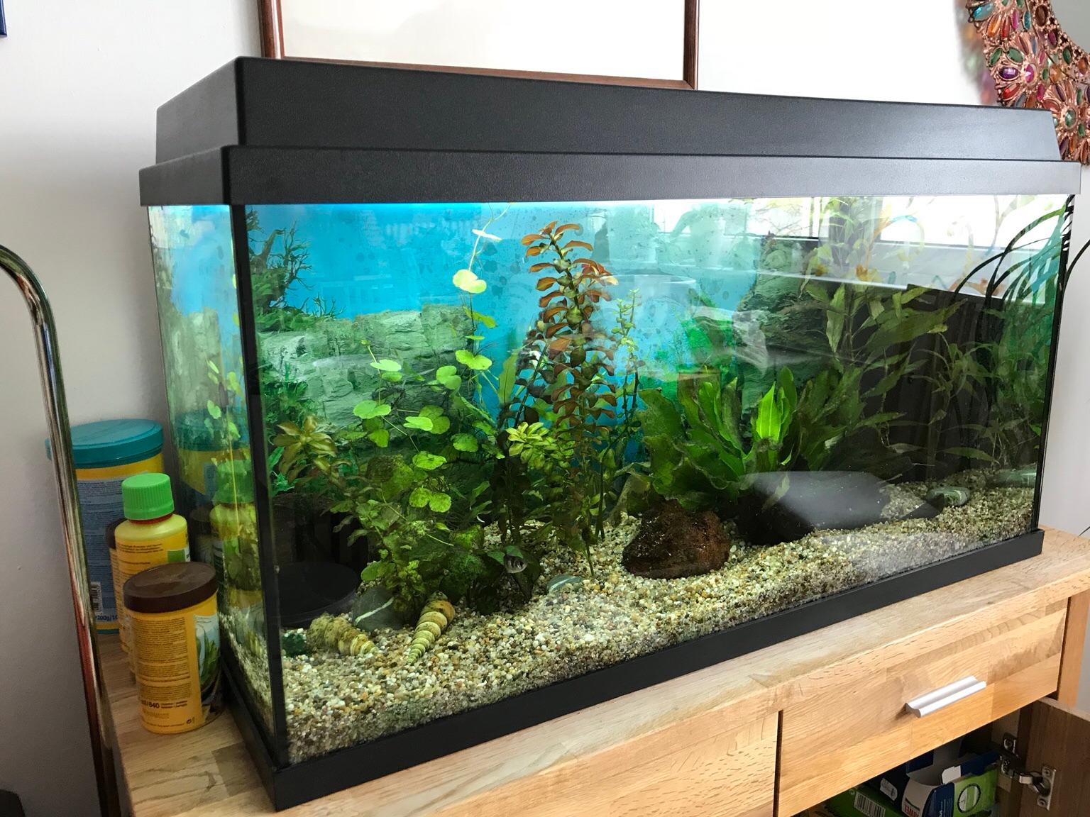 JUWEL Aquarium 112 Liter komplett in 9500 Villach for €