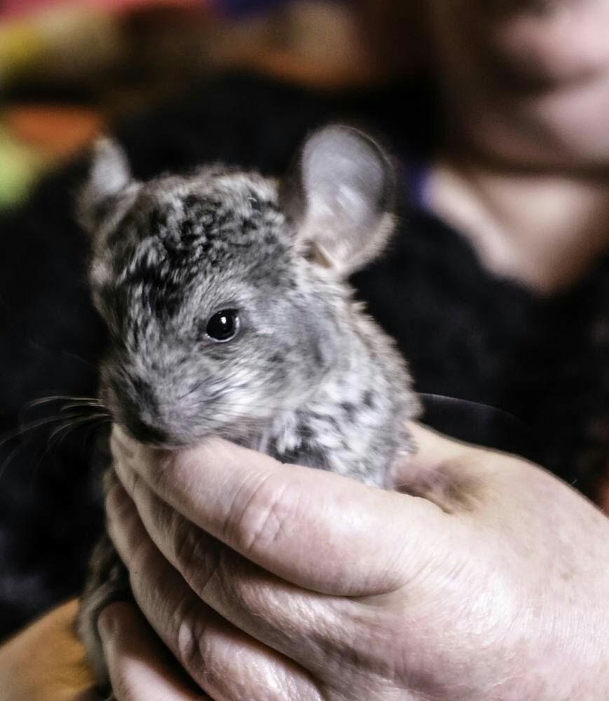 Baby chinchilla, 10 weeks, gray, female in M14