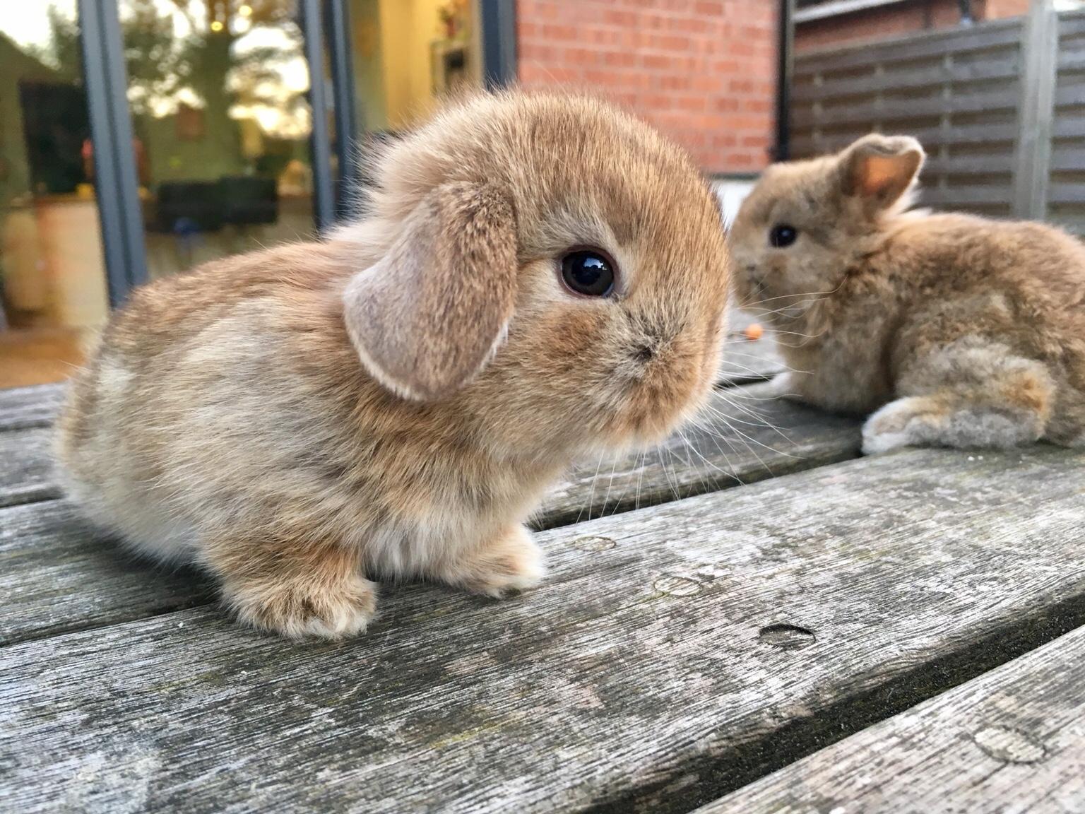 Cinnamon mini lop baby rabbit (buck) in B38 Birmingham for