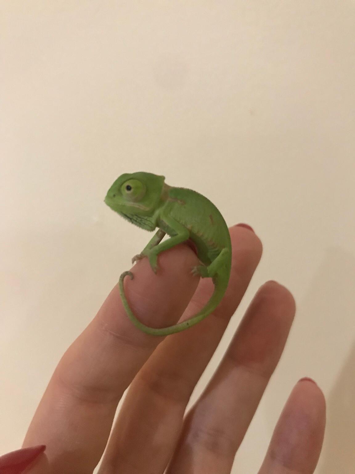 Baby chameleon for sale in UB6 London for £35.00 for sale Shpock