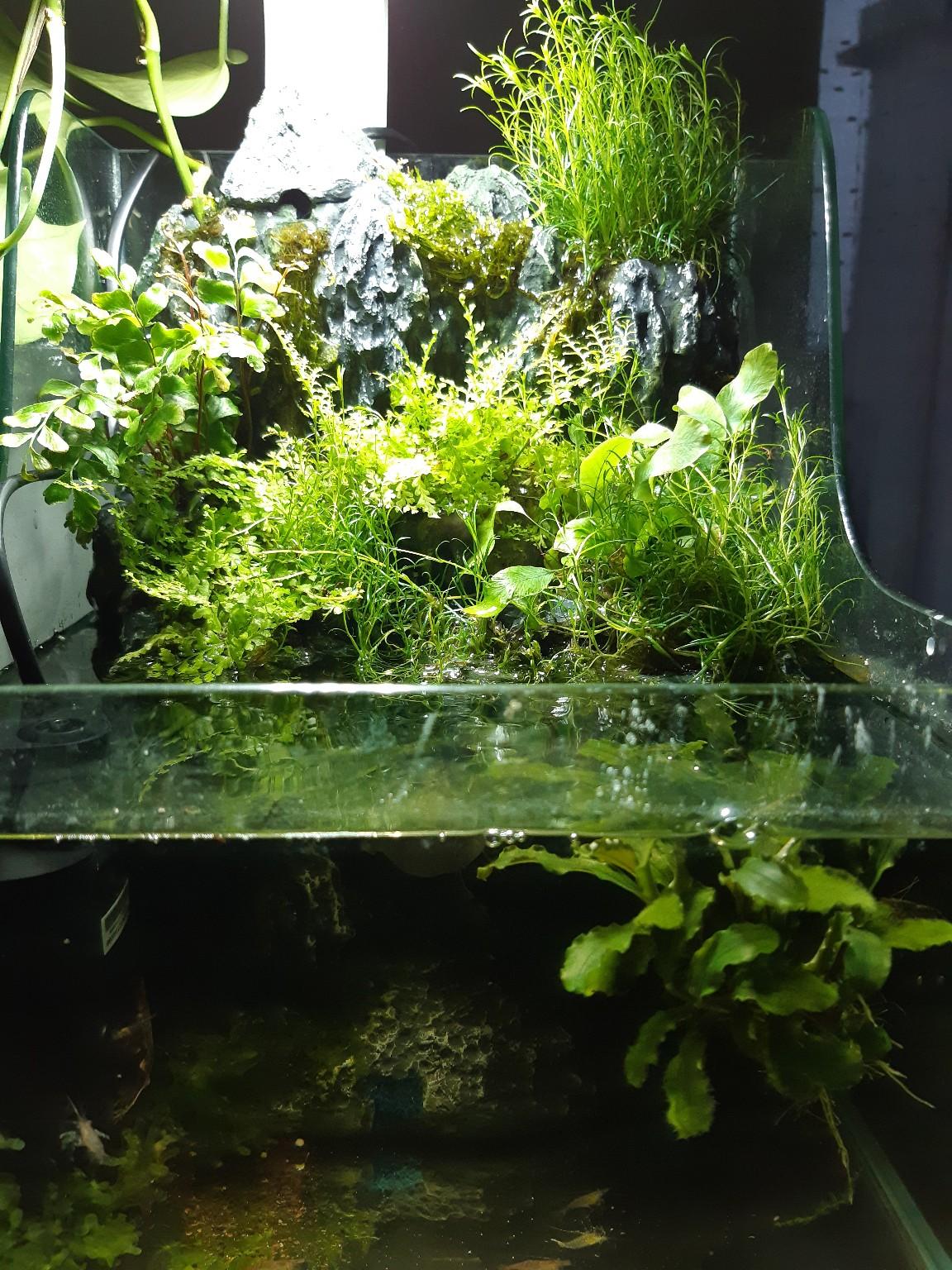 Paludarium / Aquarium in 6780 Marktgemeinde Schruns für €
