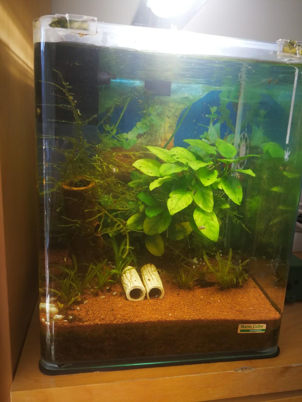 Dennerle Nano Cube 20L incl. allem in 6060 Hall in Tirol