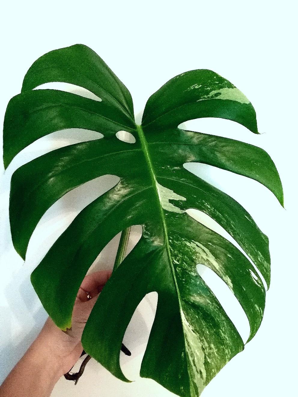 Monstera deliciosa variegata Philodendron, Pa in 8112
