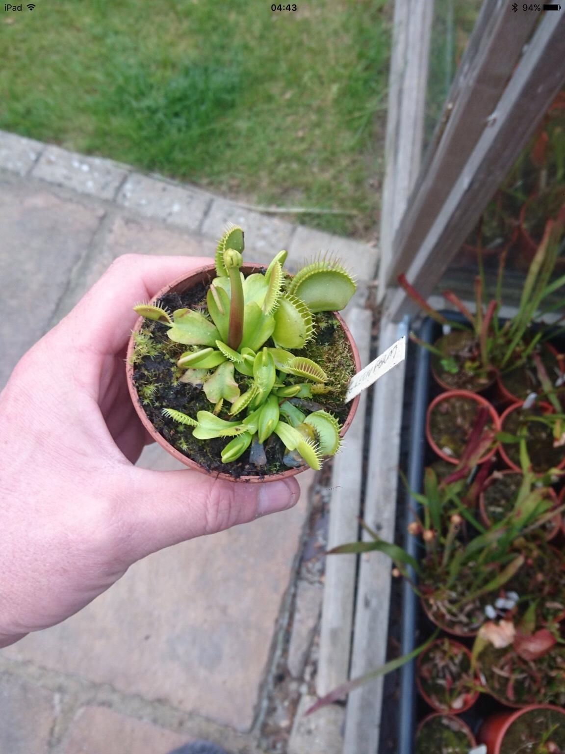 Dionaea muscipula / Venus fly trap plant in ME4 Gillingham