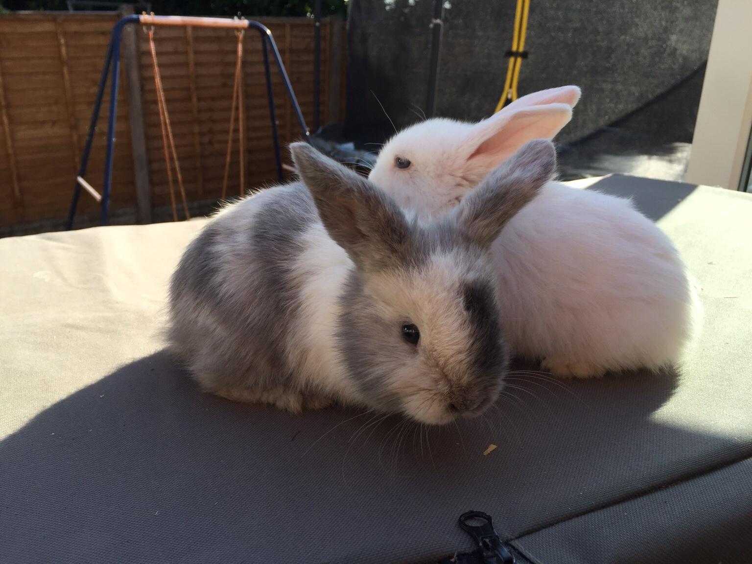 Baby lop eared rabbits for sale in B68 Sandwell for Â£45.00 for sale