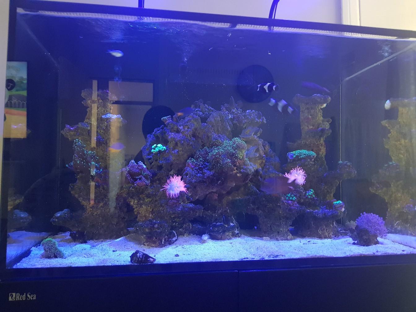 red sea reefer 250 in CV2 Coventry for £600.00 for sale Shpock