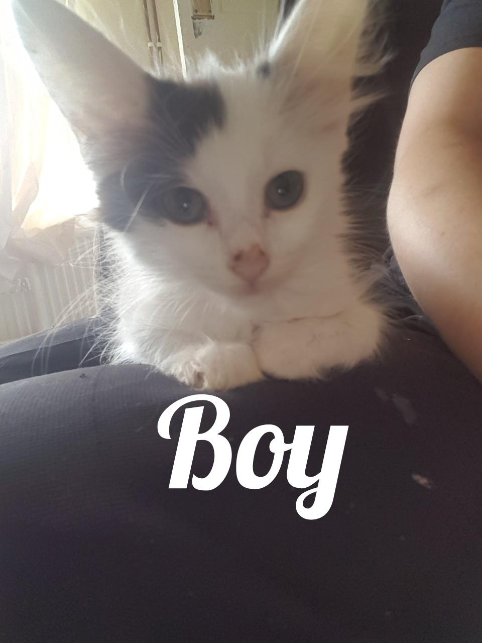kittens for sale 3 boys 1 girl £30 each in NG7 Nottingham for £30.00
