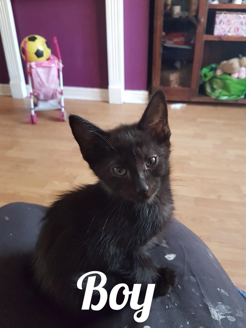 kittens for sale 3 boys 1 girl £30 each in NG7 Nottingham for £30.00