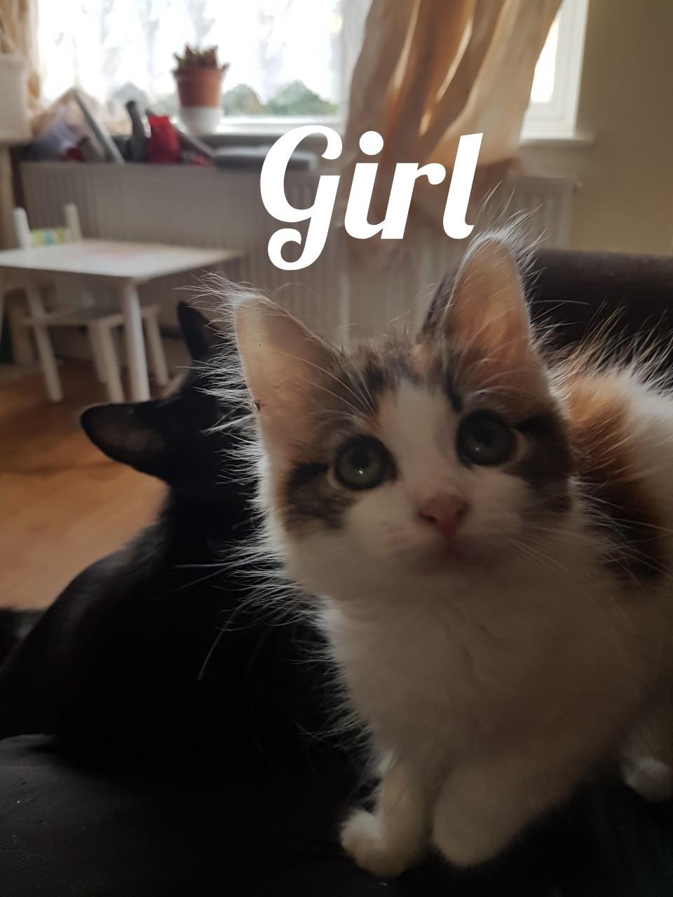 kittens for sale 3 boys 1 girl £30 each in NG7 Nottingham for £30.00
