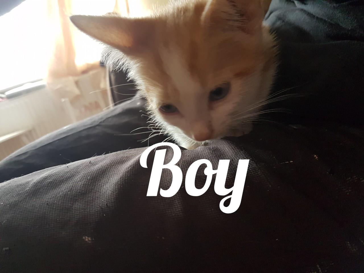 kittens for sale 3 boys 1 girl £30 each in NG7 Nottingham for £30.00