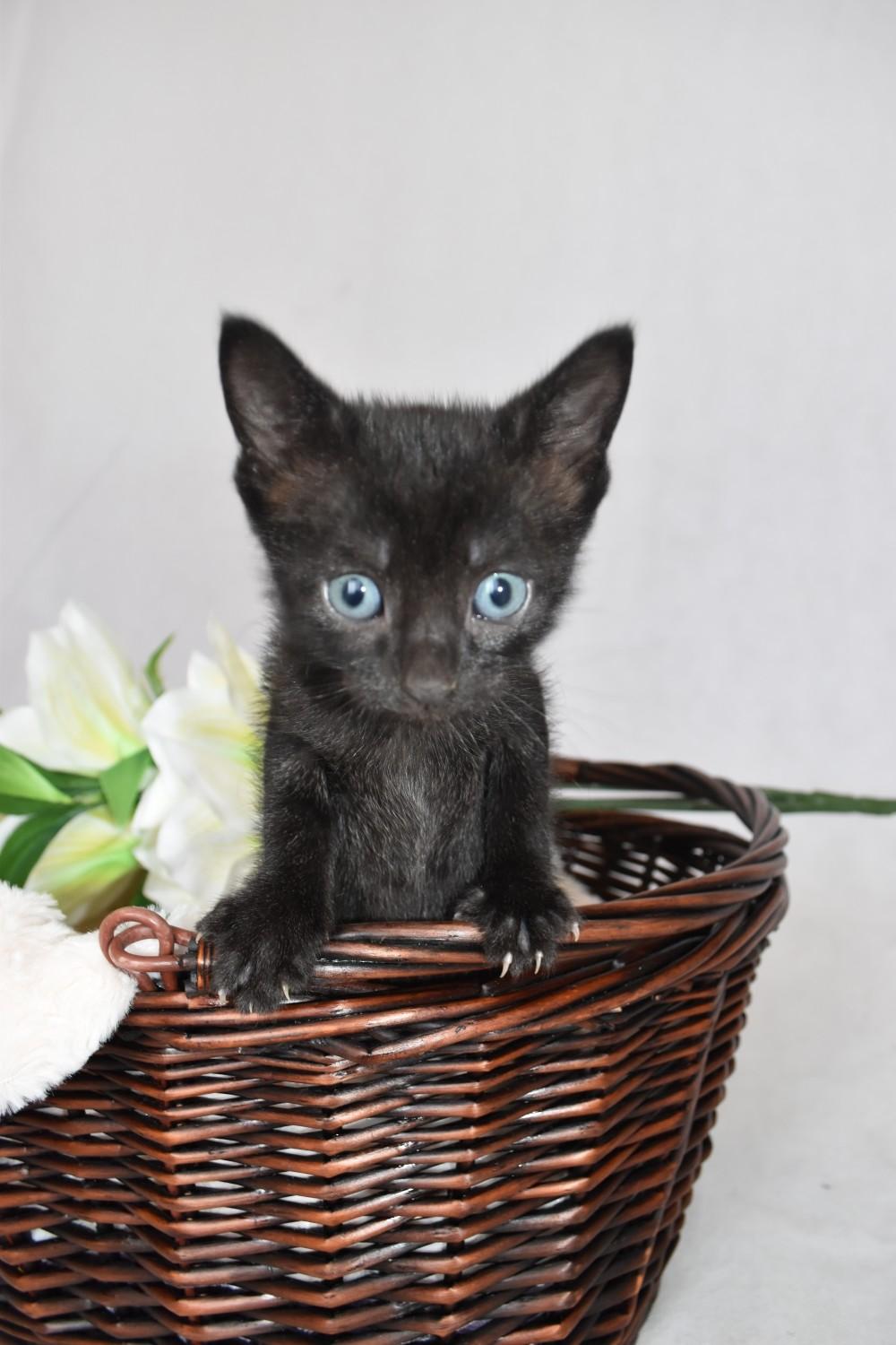 half siamese kittens in CR4 London for £150.00 for sale Shpock