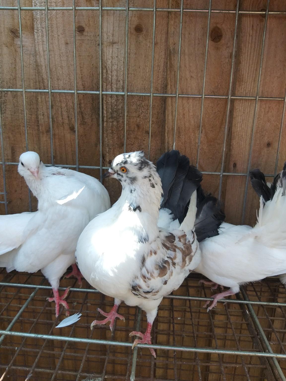 fantail pigeon family for sale in B27 Birmingham for £30.00 for sale